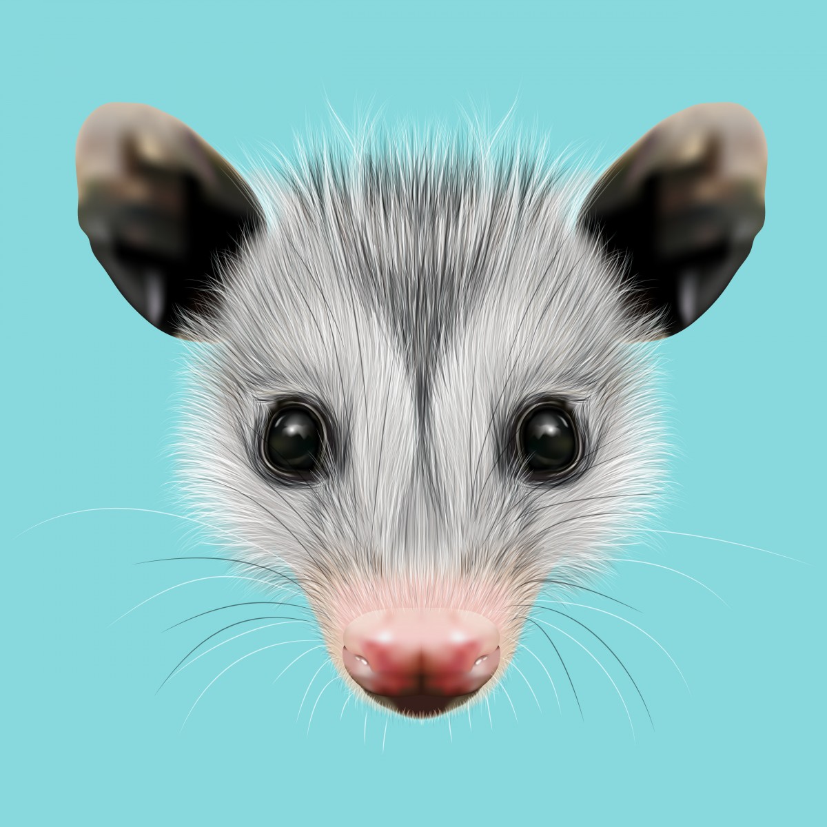 Google Opossum, c’est quoi ? 