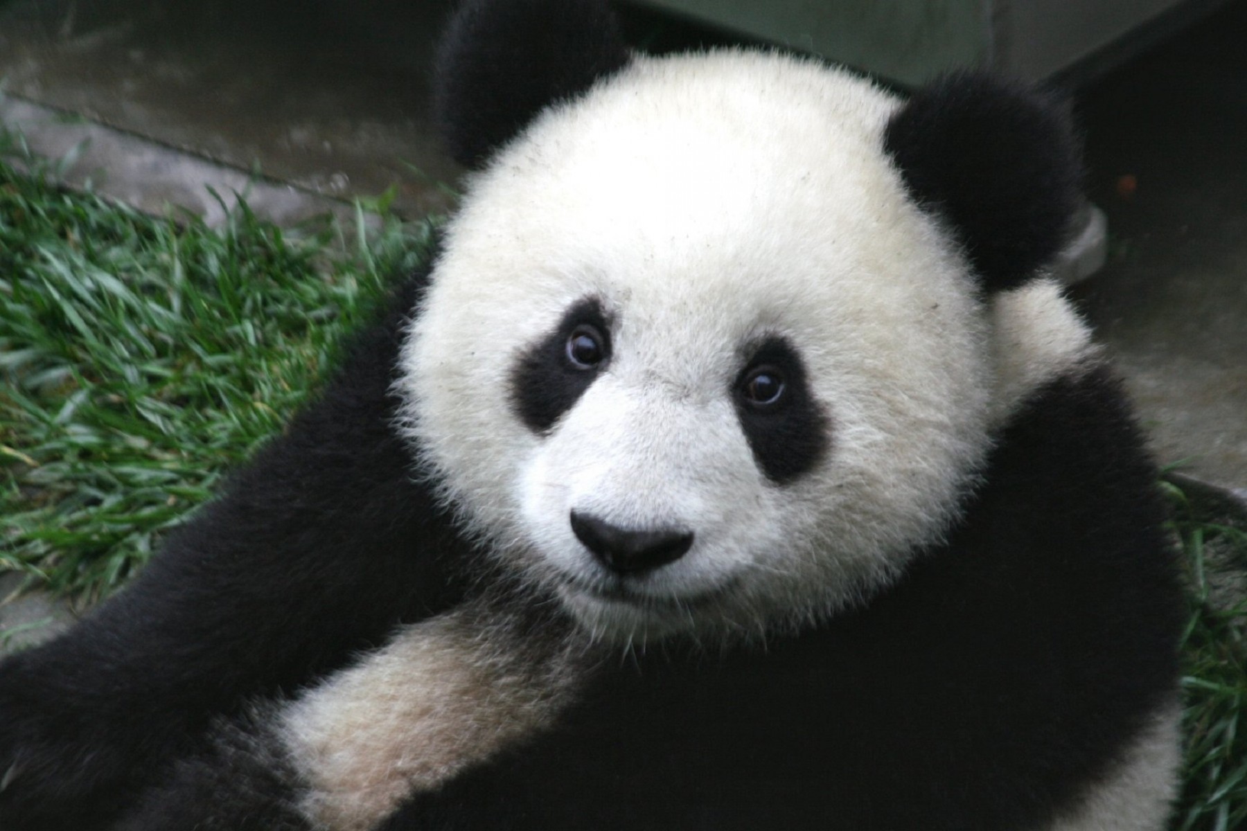 Panda et référencement