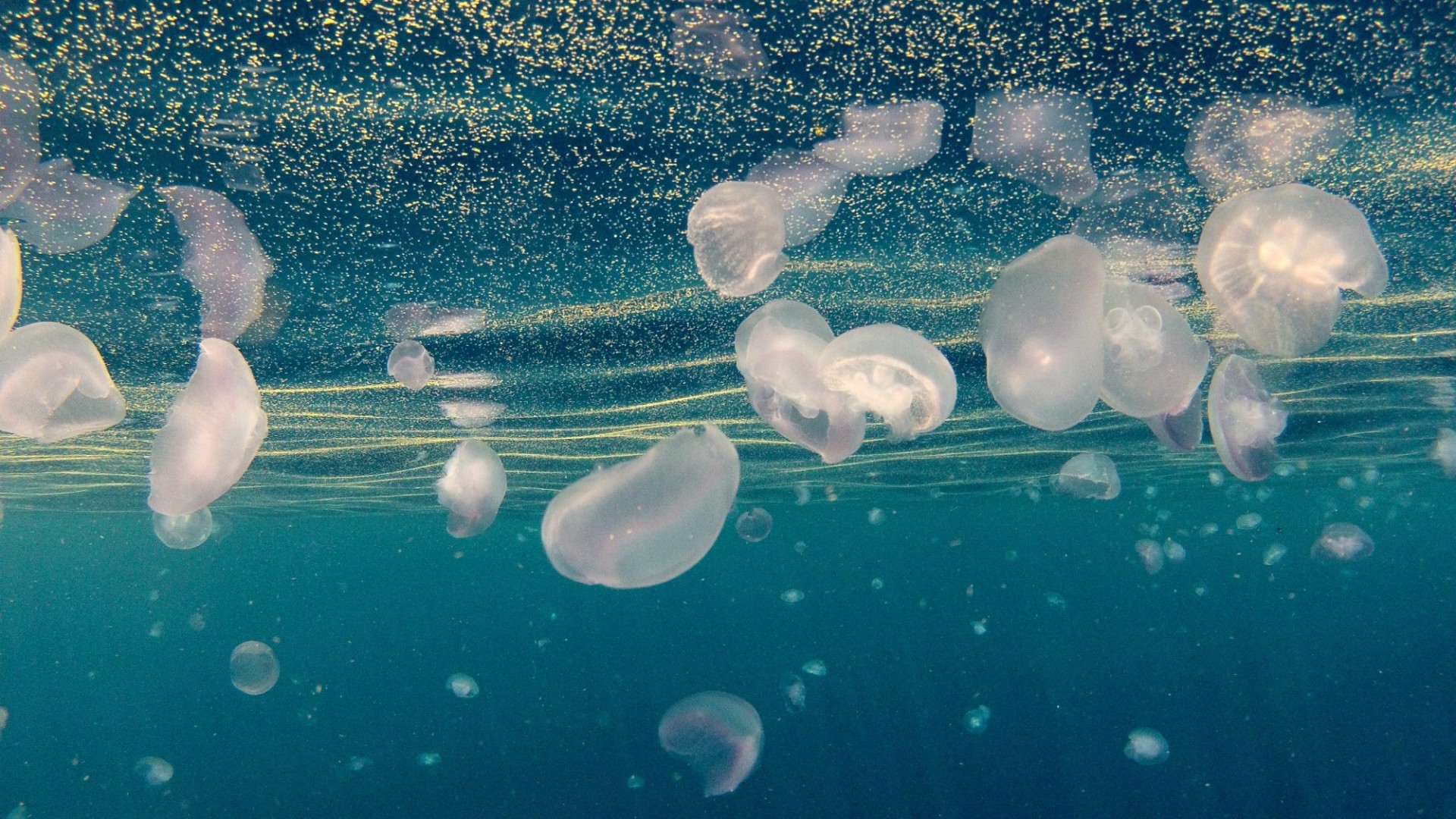 Morgan Bourc’his sacré champion du monde d'apnée en profondeur